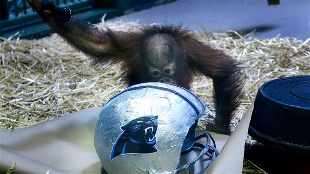 Tuah prédit la victoire des Panthers de la Caroline. Tuah prédit la victoire des Panthers de la Caroline.