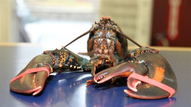 « Baba », le homard à trois pinces « Baba », le homard à trois pinces