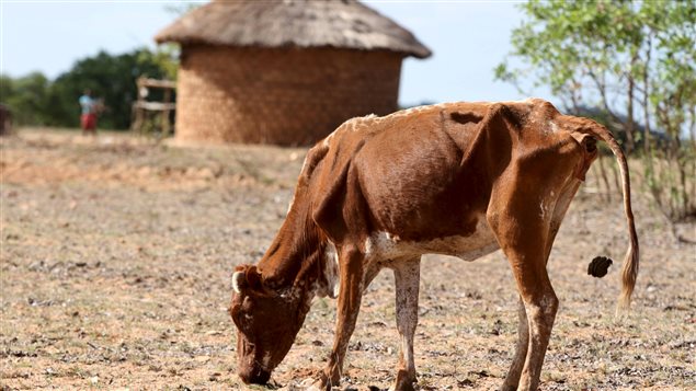 La sécheresse frappe durement le Zimbabwe La sécheresse frappe durement le Zimbabwe