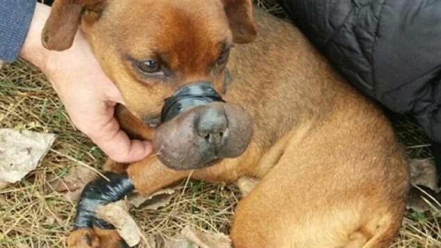 Justice, un chien âgé de sept ans, a été retrouvé ligotté et jeté à lapoubelle derrière un centre commercial de Windsor. Justice, un chien âgé de sept ans, a été retrouvé ligotté et jeté à lapoubelle derrière un centre commercial de Windsor.
