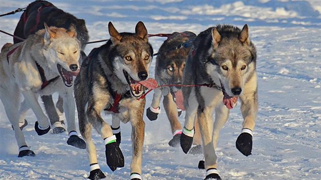 Des chiens de traîneaux lors du Yukon Quest 2016
Des chiens de traîneaux lors du Yukon Quest 2016