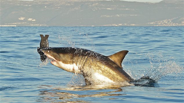 Un requin blanc saute hors de l'eau afin d'attrapper une imitation d'un phoque, à False Bay, en Afrique du Sud. (2010) Un requin blanc saute hors de l'eau afin d'attrapper une imitation d'un phoque, à False Bay, en Afrique du Sud. (2010)