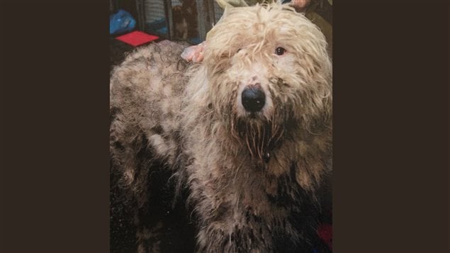 Les animaux retrouvés à Langley souffrent de graves problèmes de santé. Les animaux retrouvés à Langley souffrent de graves problèmes de santé.