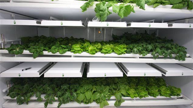 Des laitues poussant avec la méthode Grow to go de la compagnie Inno-3B. Des laitues poussant avec la méthode Grow to go de la compagnie Inno-3B.