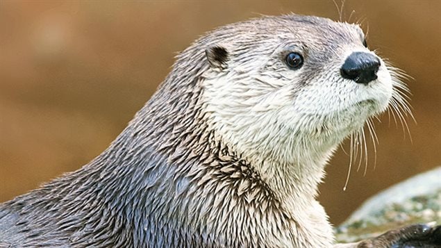 Une loutre au Zoo de Calgary Une loutre au Zoo de Calgary