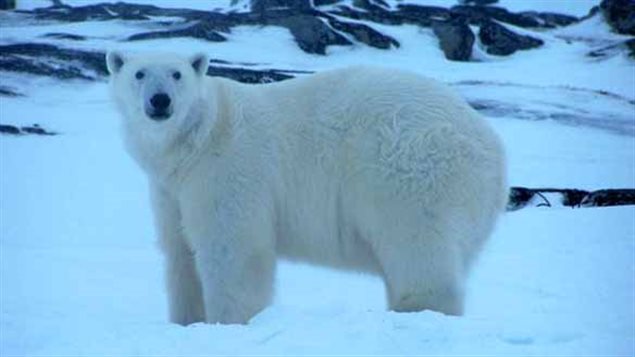 Un ours polaire Un ours polaire