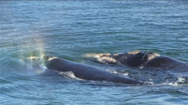La baleine noire est la baleine la plus en danger de l'Atlantique Nord. La baleine noire est la baleine la plus en danger de l'Atlantique Nord.