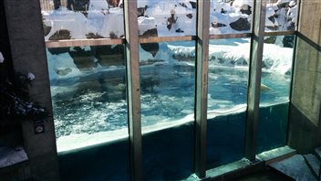 Habitat des ours polaires Habitat des ours polaires