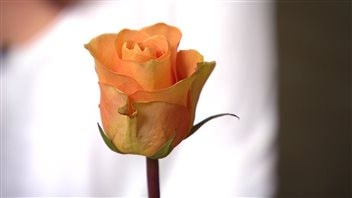 La rose que lui a offerte le policier Kyle Isenor. La rose que lui a offerte le policier Kyle Isenor.