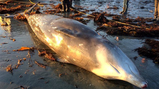 Baleine à bec de Cuvier sur une plage Baleine à bec de Cuvier sur une plage