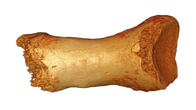 C'est de l'ADN retiré de cet os d'homme de Néandertal qui a révélé les preuves de métissage. C'est de l'ADN retiré de cet os d'homme de Néandertal qui a révélé les preuves de métissage.