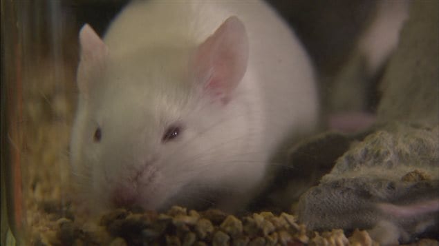 Une souris en laboratoire Une souris en laboratoire