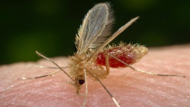 Un insecte brésilien, appelé MG1MA3 Un insecte brésilien, appelé MG1MA3