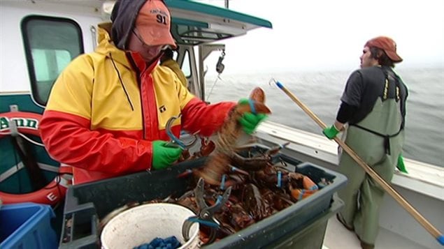 Plusieurs pêcheurs de homard ont de la difficulté à recruter des hommes de pont selon un sondage de l’Association des pêcheurs de l’Île-du-Prince-Édouard. Plusieurs pêcheurs de homard ont de la difficulté à recruter des hommes de pont selon un sondage de l’Association des pêcheurs de l’Île-du-Prince-Édouard.