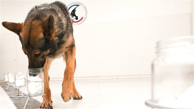Cisko, l’un des chiens policiers, qui effectue un test d’identification. Cisko, l’un des chiens policiers, qui effectue un test d’identification.
