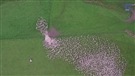 Un troupeau de moutons filmé par un drone
