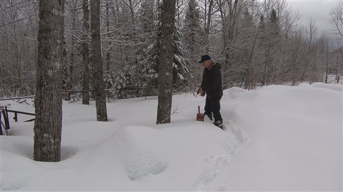 M. Bolduc entaille lui même ses 5000 érables, un à un M. Bolduc entaille lui même ses 5000 érables, un à un