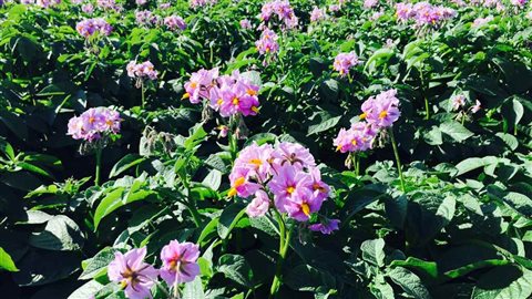 Les plants de la Smilin' Eyes produisent des fleurs roses. Les plants de la Smilin' Eyes produisent des fleurs roses.