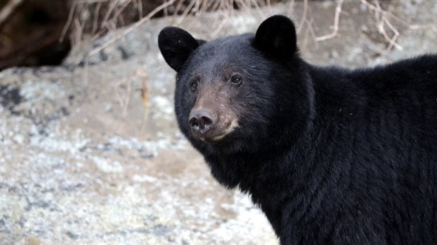 Un ours noir Un ours noir