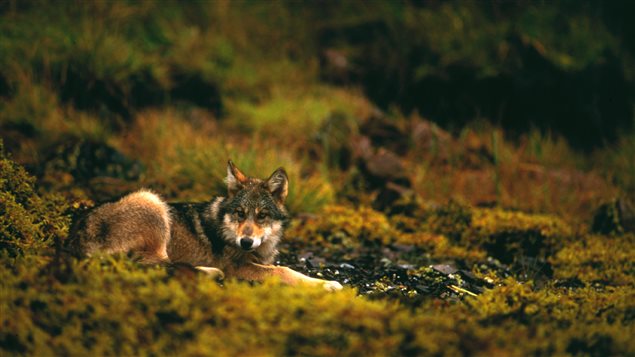 Un loup. Un loup.