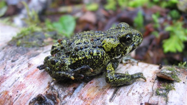 Un crapaud de l'Ouest. Un crapaud de l'Ouest.
