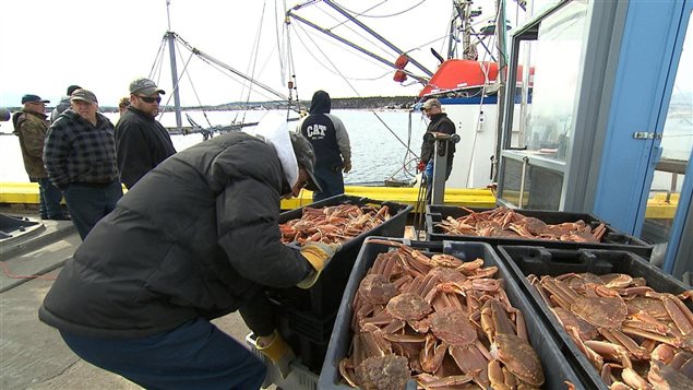 Débarquement de crabe des neiges au Bas-Saint-Laurent. Débarquement de crabe des neiges au Bas-Saint-Laurent.