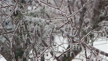 Les accumulations de glace dans les arbres sont importantes. Les accumulations de glace dans les arbres sont importantes.