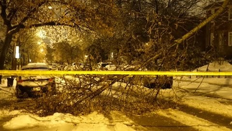Une branche est tombée en raison du poids du verglas sur la rue Dézéry à Montréal. Une branche est tombée en raison du poids du verglas sur la rue Dézéry à Montréal.