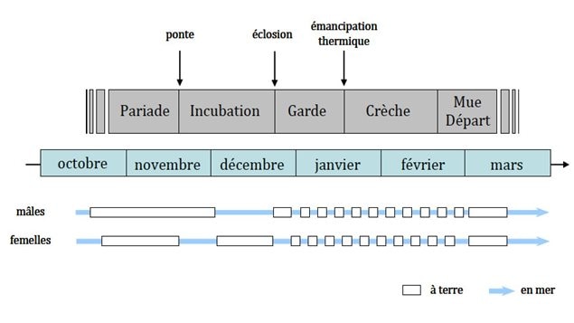 Le cycle de reproduction du manchot Adélie s'étend d'octobre à mars, entre la débâcle estivale de la banquise et le début de l'embâcle hivernale. Le cycle de reproduction du manchot Adélie s'étend d'octobre à mars, entre la débâcle estivale de la banquise et le début de l'embâcle hivernale.