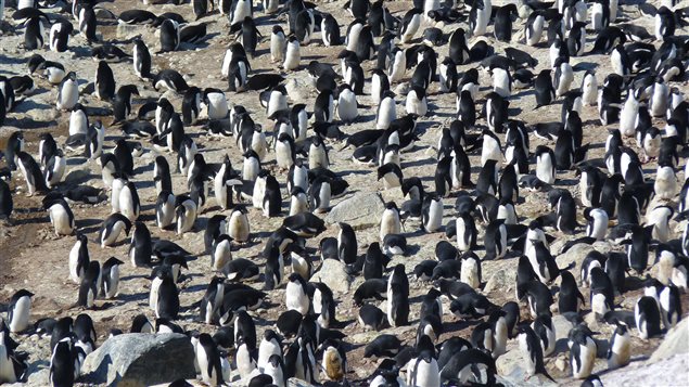 Une colonie de manchots sur l'île des Pétrels Une colonie de manchots sur l'île des Pétrels