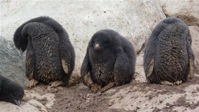 Des petits manchots émancipés Des petits manchots émancipés