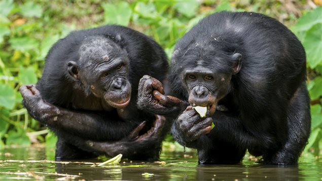 Deux bonobos Deux bonobos