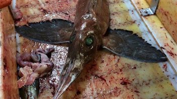 Cet étrange poisson a été pêché par Scott Tanner, au large de Terre-Neuve. Cet étrange poisson a été pêché par Scott Tanner, au large de Terre-Neuve.