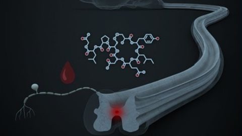 30 petits neurones de l’hypothalamus exercent un double effet analgésique. 30 petits neurones de l’hypothalamus exercent un double effet analgésique.