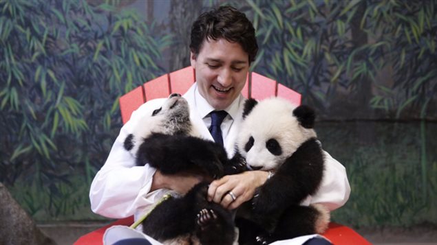 Justin Trudeau serre les bébés pandas dans ses bras au Zoo de Toronto. Justin Trudeau serre les bébés pandas dans ses bras au Zoo de Toronto.