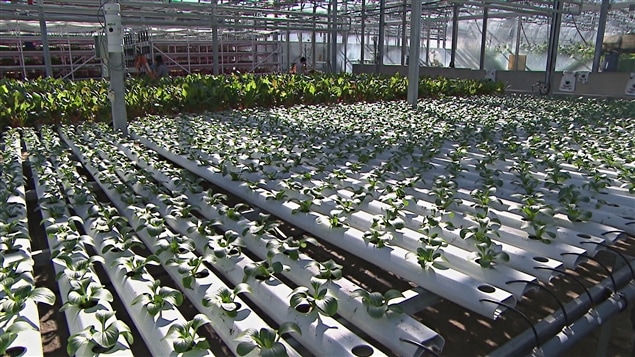 Les légumes des Fermes Lufa sont produits dans deux serres situées sur des toits d'édifices à Montréal et à Laval. Les légumes des Fermes Lufa sont produits dans deux serres situées sur des toits d'édifices à Montréal et à Laval.