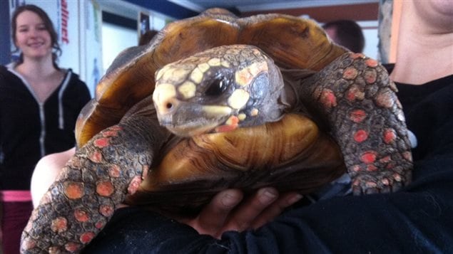 La tortue Solange, âgée d'environ 18 ans, a été sauvée de l'incendie. La tortue Solange, âgée d'environ 18 ans, a été sauvée de l'incendie.
