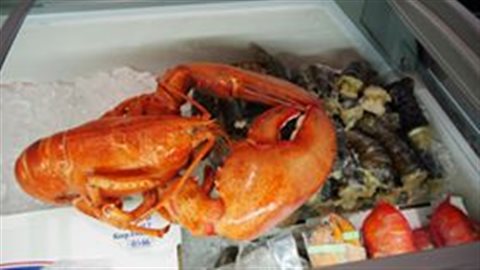 Homard au kiosque de E.Gagnon et fils de Sainte-Thérèse-de-Gaspé Homard au kiosque de E.Gagnon et fils de Sainte-Thérèse-de-Gaspé