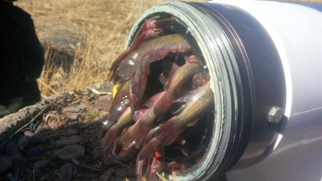 Des poissons étaient coincés dans une borne-sèche. Des poissons étaient coincés dans une borne-sèche.
