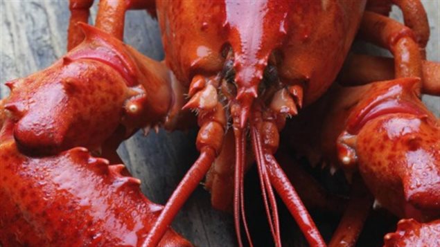 Homard Homard