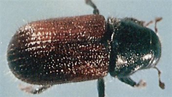 Le dendroctone de l'épinette Le dendroctone de l'épinette