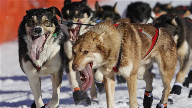 Un traîneau à chien participant à la course Iditarod, en Alaska Un traîneau à chien participant à la course Iditarod, en Alaska