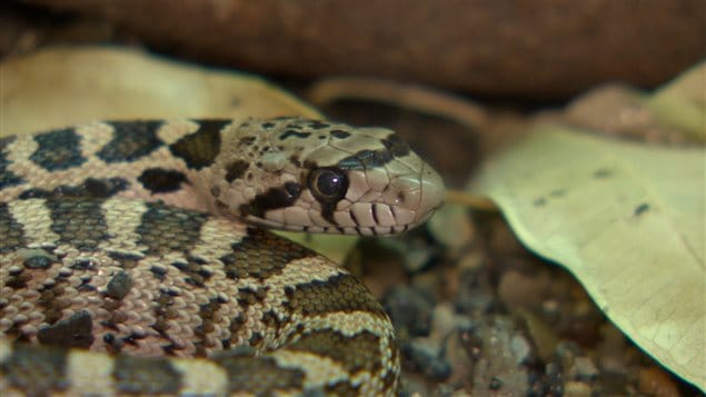 Un jeune garçon d’Edmonton a eu la surprise de trouver un python royal dans sa chaussure. Un jeune garçon d’Edmonton a eu la surprise de trouver un python royal dans sa chaussure.