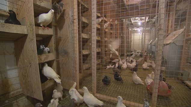 L'entreprise Pigeonneaux Turlo. L'entreprise Pigeonneaux Turlo.