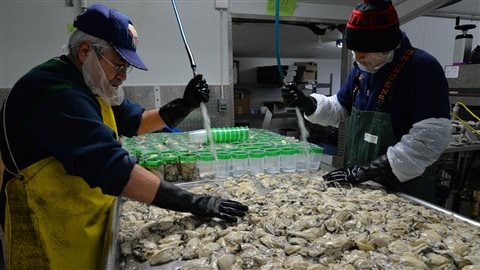 Des employés de Taylor Shellfish conditionnent les huîtres récoltées la veille. Des employés de Taylor Shellfish conditionnent les huîtres récoltées la veille.