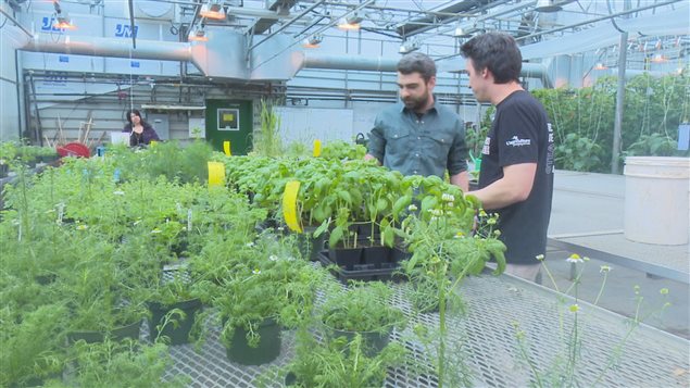 L'engouement pour l'agriculture biologique se fait sentir parmi les inscriptions au Cégep de Victoriaville. L'engouement pour l'agriculture biologique se fait sentir parmi les inscriptions au Cégep de Victoriaville.