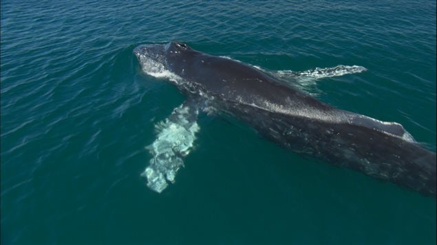 Une baleine à la surface de l'eau Une baleine à la surface de l'eau