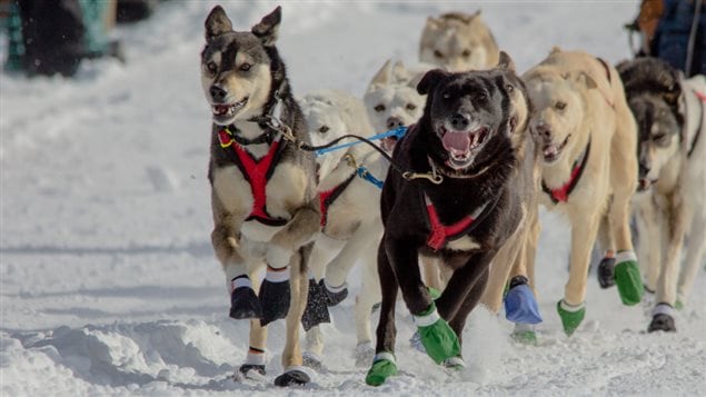 Course de traîneaux à chien au Défi Taïga 200 Course de traîneaux à chien au Défi Taïga 200