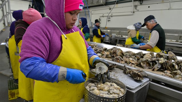 Les employés de Taylor Shellfish ouvrent les huîtres récoltées la veille, 8 heures par jour. Les employés de Taylor Shellfish ouvrent les huîtres récoltées la veille, 8 heures par jour.