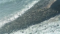 Phoques gris sur l'Ile-Brion en 2014